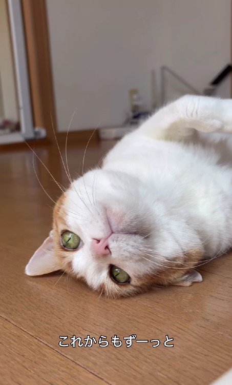 寝転がっている猫