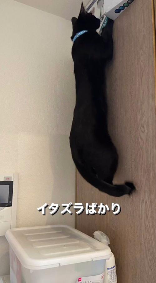 前足をひっかけて壁によじ登る猫