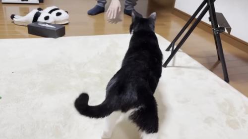 歩く猫の後ろ姿