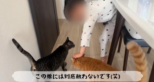 猫二匹と遊ぶ子ども