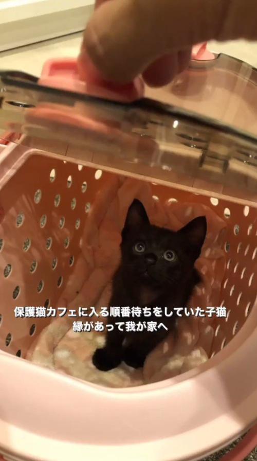 ペットキャリーの中から飼い主を見つめる子猫