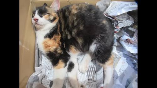 箱の中で横たわる猫