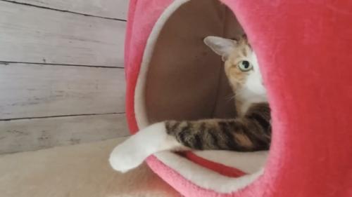 ハウスから手を出す猫の写真
