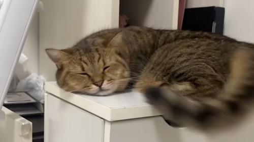 しっぽを振り回しながら横になる猫