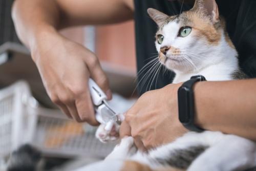 爪を切ってもらう猫