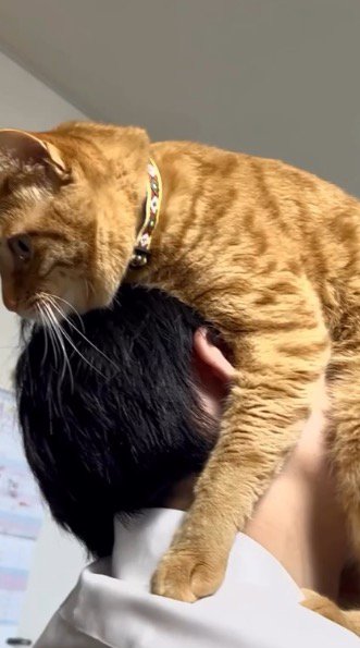 抱き上げた茶トラ猫のお腹に顔を埋める男の子
