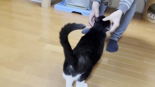 頭をなでられる猫