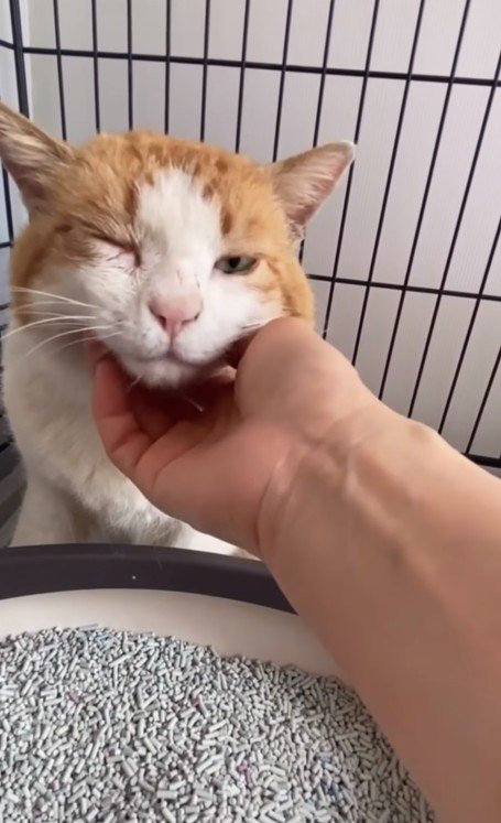 なでられる猫