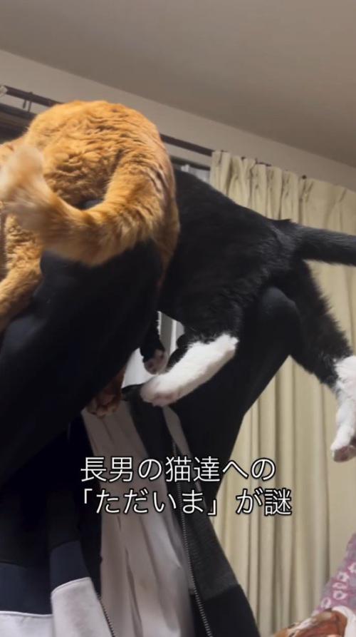 左右の手で猫をそれぞれ抱き上げる男の子