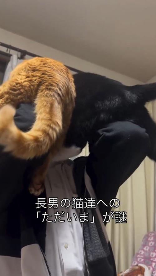 2匹の猫を顔の近くに引き寄せる男の子