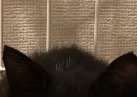 ふわふわとした子猫の背中の毛