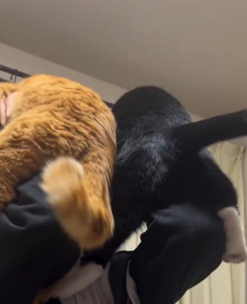 男の子に抱き上げられて静かにしている2匹の猫