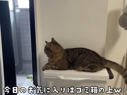 ゴミ箱の上に座って外を眺める猫