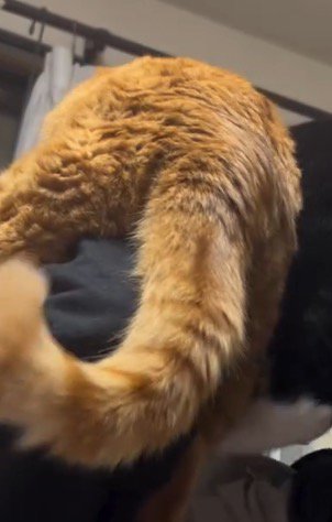 男の子に抱き上げられてしっぽを揺らす茶トラ猫