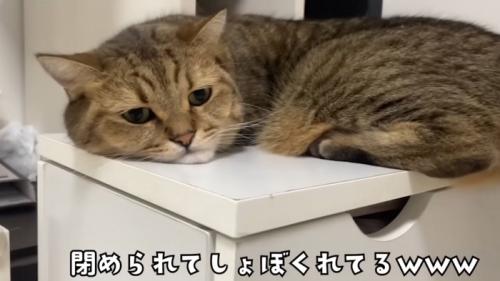 不満そうな表情で横になる猫