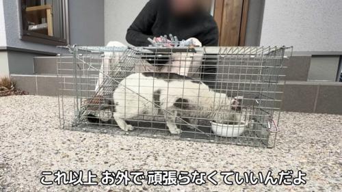 捕獲器の中にいる猫