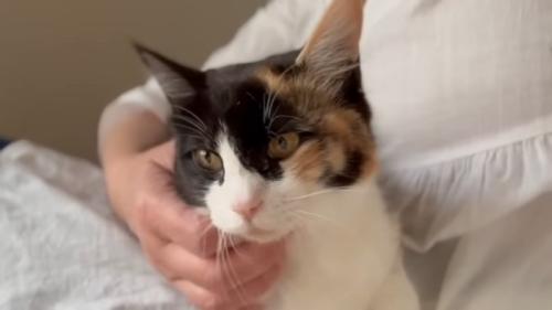 人のひざの上に乗る猫