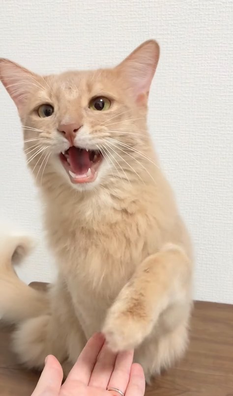 口を開けてお手をしている猫