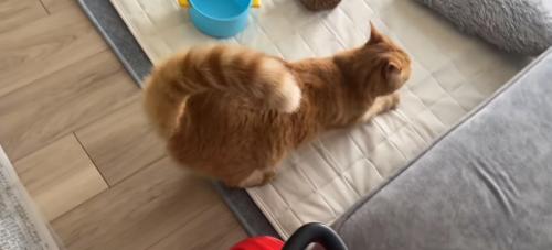 爪を研ぐ猫