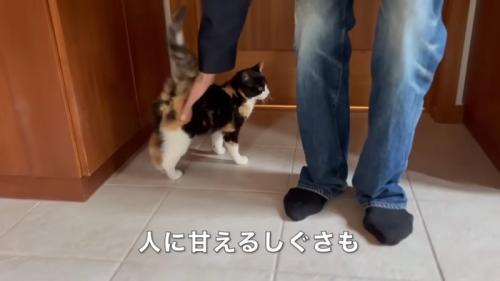 背中をなでられる猫