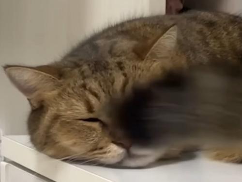 自分のしっぽが顔に当たった瞬間