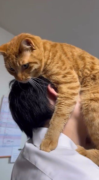 男の子に顔を埋められてジッとしている茶トラ猫