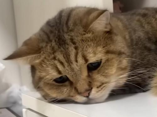 耳を下げうなだれ、しょんぼりした顔をした猫の顔