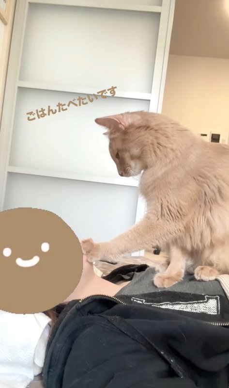 横になっている飼い主の上に乗りアゴに手を乗せている猫
