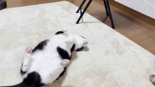 仰向けの猫