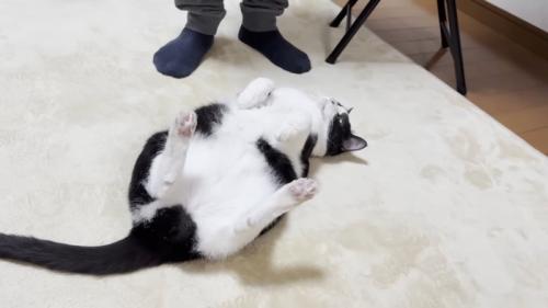 横に立つ人を見る猫