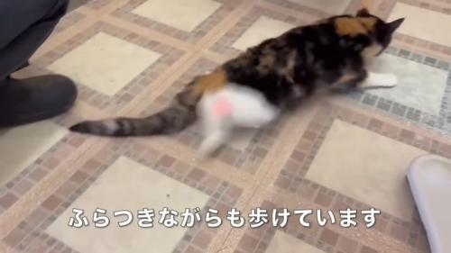 歩く猫の後ろ姿