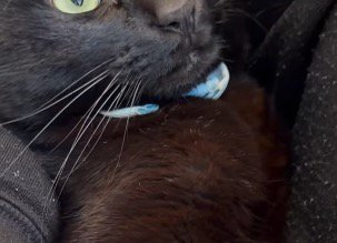 猫が着けている水色の首輪