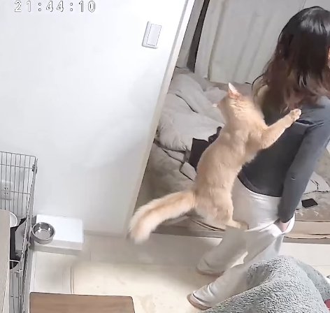猫が背中にしがみついている右足を曲げた飼い主