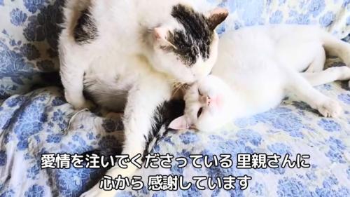 寝ている白猫を毛づくろいする猫