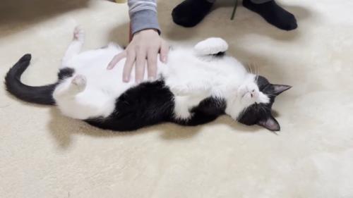 お腹をなでられて目を細める猫