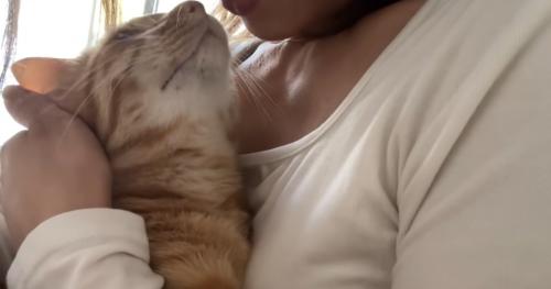 飼い主さんに鼻を寄せる猫