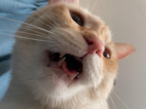声を出さずに口を開ける猫