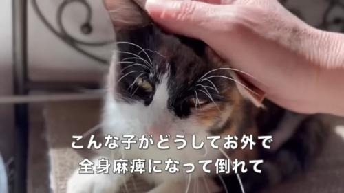 頭をなでられる猫