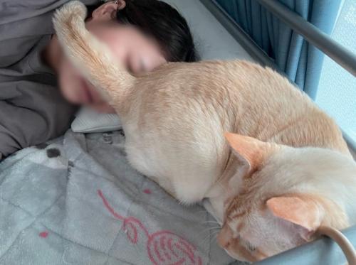 横になっている女性の顔にお尻をくっつけて座る猫