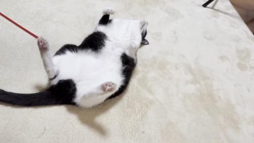 真上を向いて仰向けになる猫