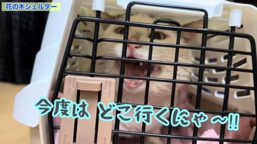 キャリーの中にいる猫