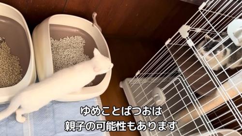 向かい合う猫