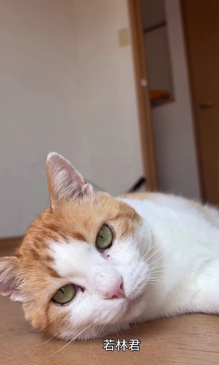 寝転がっている猫