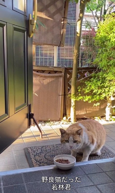 玄関でごはんを食べる猫