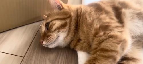 茶トラ猫