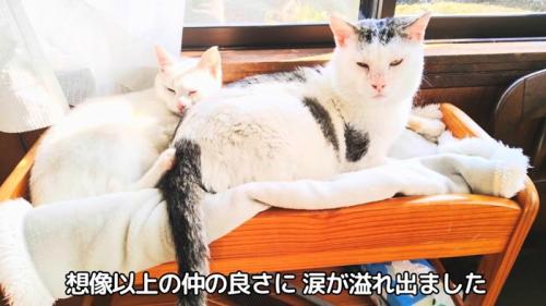 くっついて寝る2匹の猫