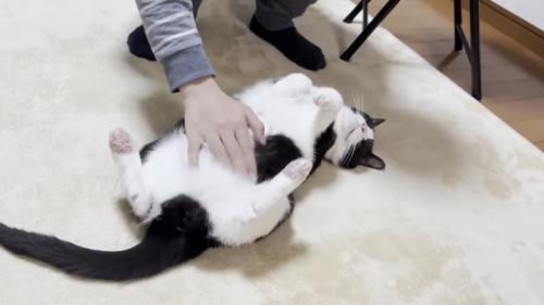 お腹をなでられる猫