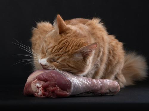 生肉を食べる茶トラ猫