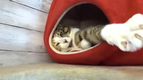 猫パンチをする猫の写真