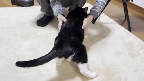 起こされる猫